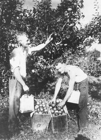 Photograph, Picking the crop, apple orchard, Ringwood. c1930's