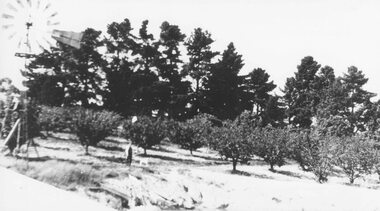 Photograph, H.E. Watson's orchard- Ringwood East. c1900's