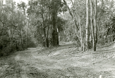 Photographs, 1979-80 MMBW pipe line project at Hubbard Reserve, North Ringwood � Track down to creek bridge