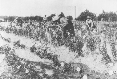 Photograph, Gathering Lancifolium Lilies and Queen Victoria Roses at Mr. John Hill's Nursery, Ringwood. 1905