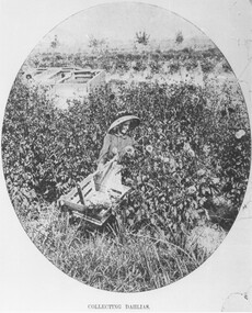 Photograph, Collecting Dahlias - Mr. Hill's Flower Farm - Mt. Dandenong Rd, Ringwood 1905