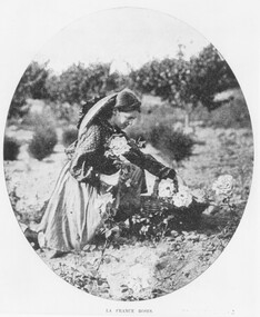 Photograph, Collecting dahlias Hill Bros Flower Farm, Ringwood 1905