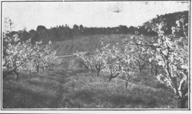 Photograph, Extract from Land Sale Brochure for Coleman's Heathmont Estate, 1923