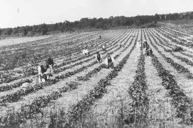 Photograph, Picking raspberries in Murfett's Garden (New St.) Ringwood - 1920
