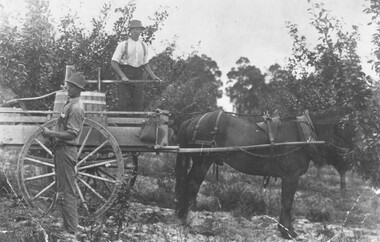 Photograph, Spraying the fruit trees, Pike's Orchard