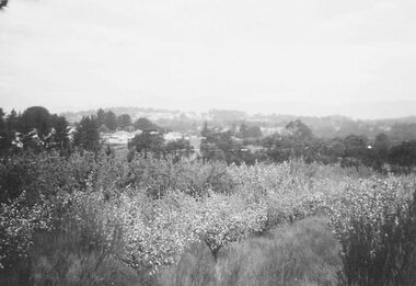 Photograph, Orchards North Ringwood  (undated)
