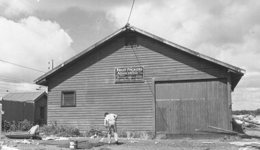 Photograph, Fruit Packers Associated Case Factory c1960