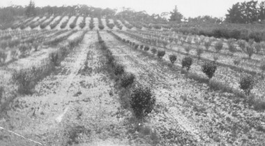 Photograph, H. E. Watson's Orchard. Ringwood East. Oxford Road  (undated)