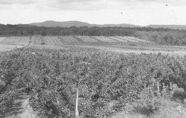 Photograph, Frank Pyke's apple orchard Ringwood. c1948/9