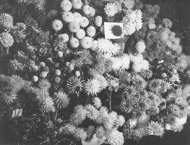 Photograph, Ringwood Horticultural Society- Ringwood Show 14 April, 1949
