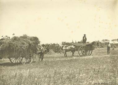 Photograph, Hay carts - "Quamby" North Ringwood 1910