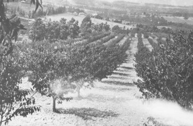 Photograph, McKinley Orchard. Site of Norwood High School. c1920