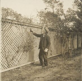 Photograph, Capt. E.T. (Edward Thomas) Miles at his house "Glamorgan" pruning
