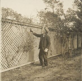 Photograph, Capt. E.T. (Edward Thomas) Miles pruning at his house "Glamorgan", Ringwood. c1920's