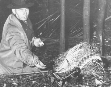 Photograph, Les Mabus, Bedford Rd, Ringwood, feeding lyre bird in Sherbrooke Forest. c1950