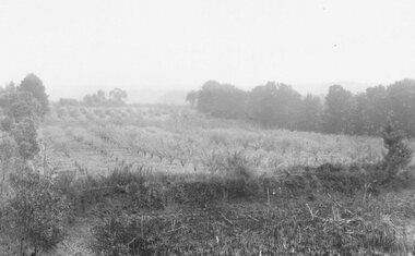 Photograph, Kingswood Grove Estate, 1959. Formerly the orchard of Jack Godbehear