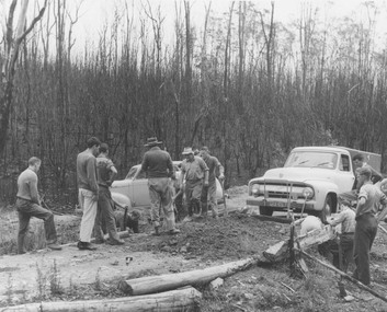 Photograph, Ringwood Rifle Club.  Rebuilding viaduct Jumping Creek Reserve after bushfires,1962