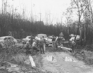 Photograph, Ringwood Rifle Club.  Re-building viaduct destroyed in bushfire of January 1962 - Jumping Creek Reserve