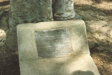 Photograph, Commemoration Tree (ANZAC Tree) and Plaque, North Ringwood Primary School - circa 1990s