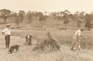 Photograph, Harvesting at Quamby, North Ringwood on farm of A.T. Miles. c1910