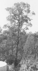 Photograph, Red box tree at rear of 39 Burlock Avenue (no date)