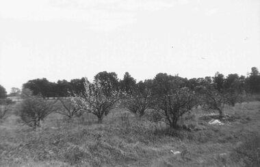 Photograph, Remains of Frazer's orchard, North Ringwood. State school on left - 1972
