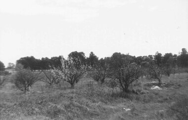Photograph, Remains of Frazer's orchard, Oban Road North Ringwood. North Ringwood State School on left - 1972