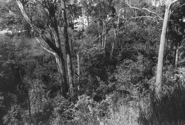 Photograph, View towards library in Warrandyte Road being built, across creek. c.1969. Two photographs