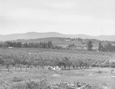 Photograph, View from Wonga Rd. over Mullum Rd. (centre) and beyond - 1946. Orchards: French, Vergers