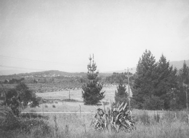 Photograph, Panfield Estate 1960 (off Mullum Rd.) previously Vic. Hunter's Orchard