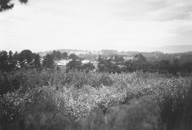 Photograph, Site of Norwood High School.  Orchard leased by Peter Vergers, owned by Airds."  Dated 1958