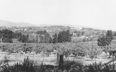 Photograph, Mr. F. Goulding's orchard.  Looking across to Ringwood East from Wonga Rd. 1960