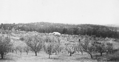 Photograph, Herman Pump's orchard looking towards Heathmont Railway Station 1927. Station and platform on left