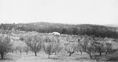 Photograph, Herman Pump's orchard looking towards Heathmont Railway Station 1927