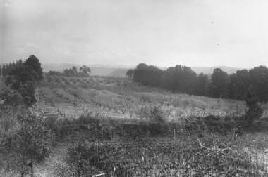 Photograph, Godbehear's orchard in Warrandyte Road North Ringwood, prior to subdivision. c1959