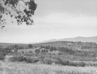 Photograph, Overlooking Jack Aird's orchard from Wonga Road. c1946