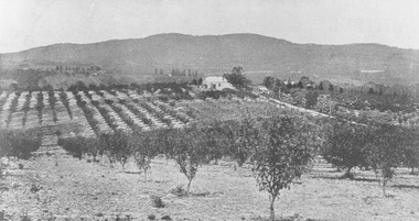 Photograph, View from Canterbury Road/Balfour Avenue area overlooking Martell's orchard, Heathmont, 1929