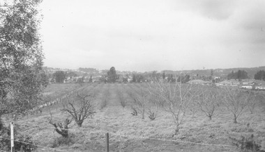 Photograph, John Vergers orchard in Mullum Rd. 1967