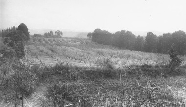 Photograph, Godbehear's orchard - Warrandyte Rd. Prior to subdivision