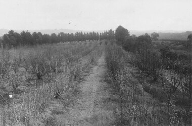 Photograph, Godbehear's orchard, Warrandyte Rd. Before subdivision. 1960