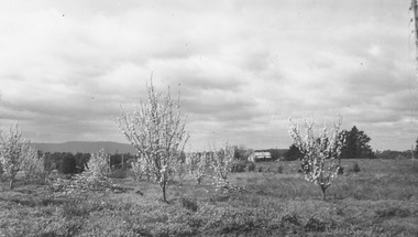 Photograph, John Vergers orchard, Mullum Road - 1964