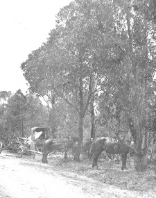 Photograph, Roadmaking by McGiverns. Warrandyte Rd. just north of Mullum Creek. 1920s