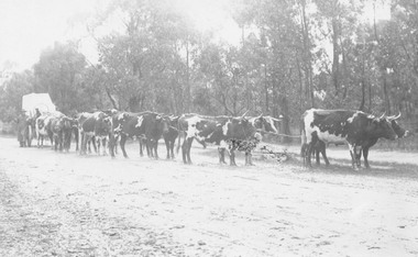 Photograph, Bullock team in Bedford Road opposite later site of Ringwood High School. c.1890