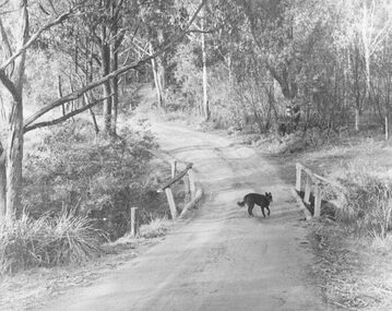 Photograph, Deep Creek Road  early 1900s