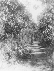 Photograph, Bush scene at Quamby. (Undated)