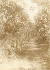 Photograph, Coombe's property next to 'Quambee', North Ringwood, 1912