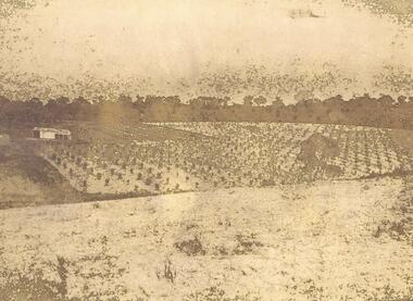 Photograph, 'Quambee', North Ringwood, 1912