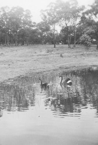 Photograph, Ringwood Lake estimated circa mid 1960s. Fourteen undated photographs taken around the Lake