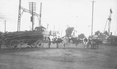 Photograph, Paul Burns' bullock team at Pitt Street/Bedford Road railway crossing, 1924