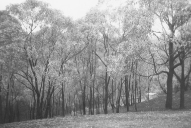 Photograph, Ringwood Rifle Range, Jumping Creek Reserve after the January 1962 bushfires, with the 300 yard hut still standing